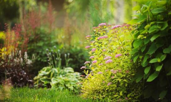 Pielęgnacja krzewów w ogrodzie – kluczowe wskazówki dla ogrodników