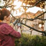 Przycinanie drzew owocowych a ich odporność na choroby – jak to działa?