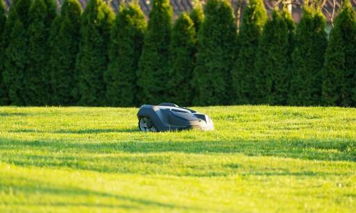 Jakie korzyści przynosi współpraca z fachowcami przy pielęgnacji ogrodów?