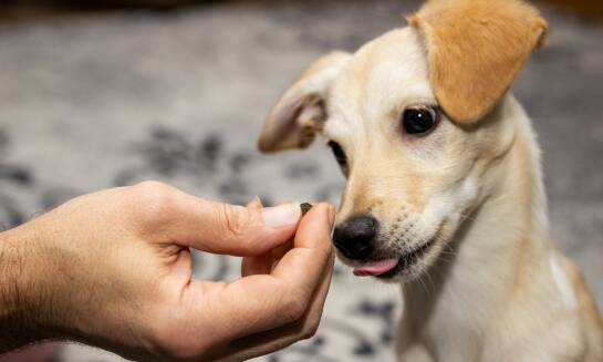 Jak wygląda życie szczeniąt owczarka niemieckiego w hodowli?
