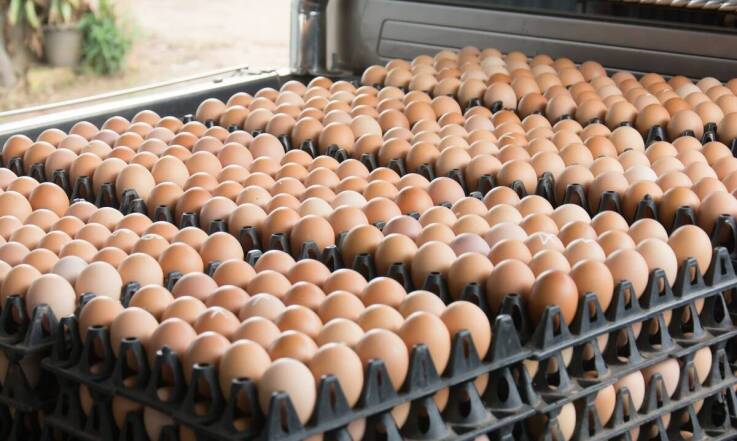 Różnorodność rodzajów jaj w ofercie hurtowej - co warto wiedzieć?
