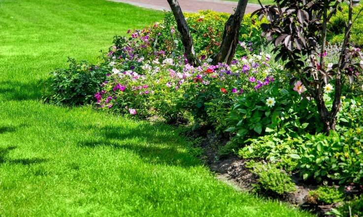 Jakie właściwości wyróżniają sadzonki catalpa nana na tle innych roślin ozdobnych?