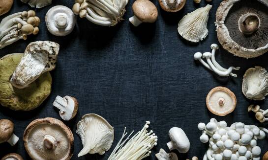 Rola hurtowni z grzybami w zapewnieniu stałej dostępności produktów