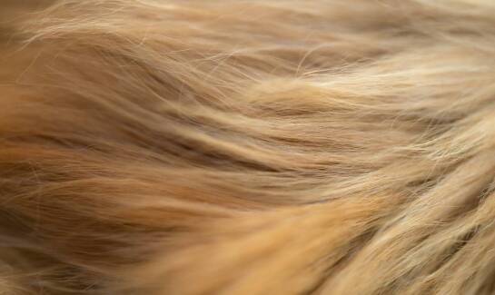 Balayage vs ombre - która technika koloryzacji jest dla Ciebie?