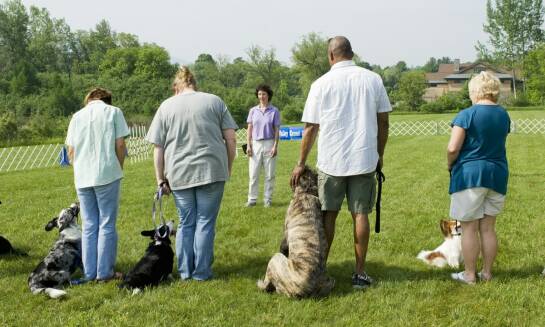 Jak hodowla dla psów integruje naukę posłuszeństwa w procesie wychowania?