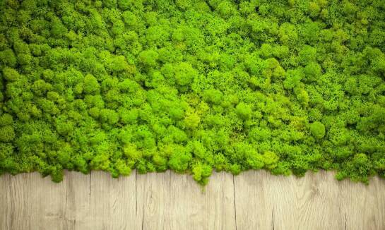 Ściana z mchu stabilizowanego — nowoczesny design i brak obowiązków pielęgnacyjnych