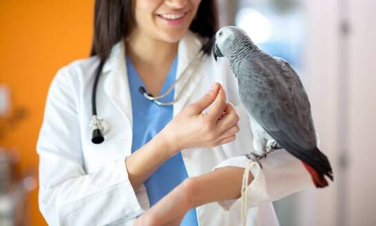 Jakie usługi oferuje lecznica weterynaryjna w Częstochowie dla zwierząt egzotycznych?