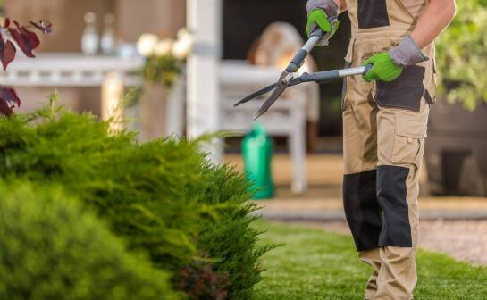 Wycinka i pielęgnacja zieleni – korzyści dla estetyki ogrodu