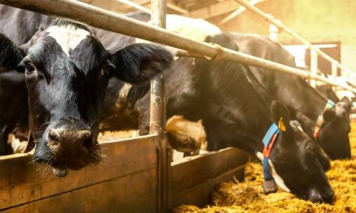 Monitorowanie zdrowia bydła dzięki zaawansowanym badaniom USG