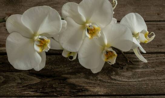 Wpływ jakości ziemi do storczyków na długość okresu kwitnienia