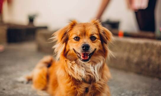 Wybór rasy psa dla osób ceniących ciszę i spokój