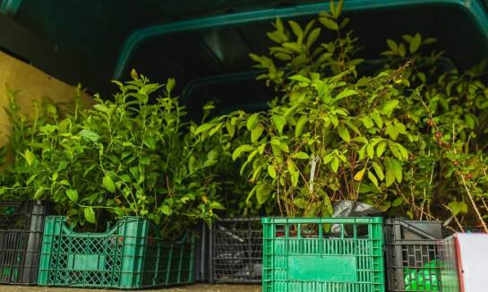 Jak palety transportowe poprawiają logistykę w produkcji rozsady?