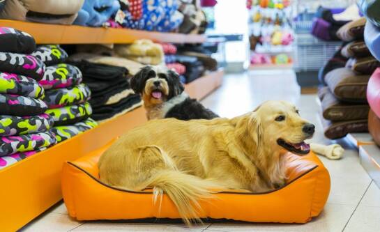 Komfortowe warunki pobytu w hotelach dla psów – co to oznacza?
