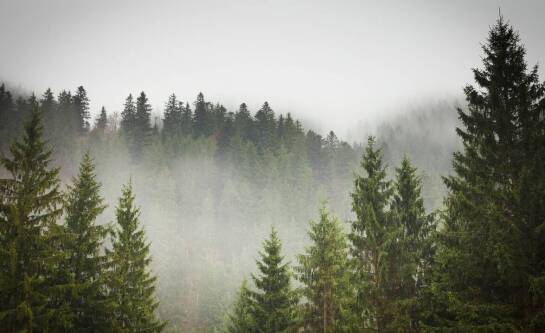 Biomasa – jak powstaje i jakie ma źródła?