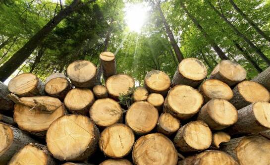 Biomasa – co to jest i jakie ma zastosowania?