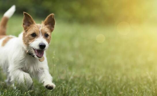 Sprzedaż ogierów skokowych – jakie cechy wpływają na ich wartość rynkową?