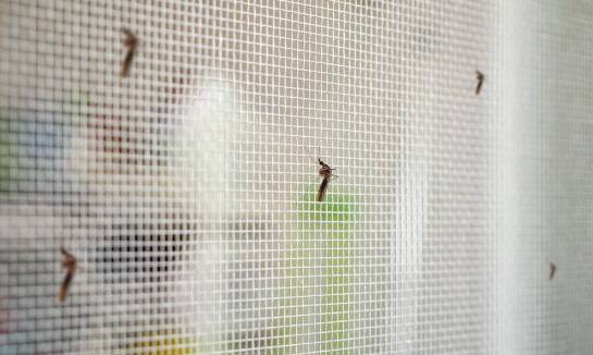 Moskitiera – komfort i ochrona przed insektami w jednym