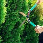 Jakie są najważniejsze etapy pielęgnacji drzew na terenach zielonych?