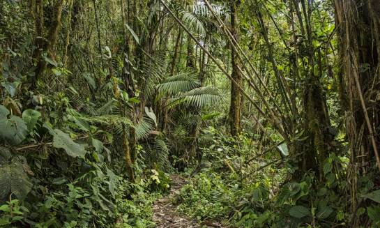 Uganda: Jakie wyzwania czekają na podróżników podczas trekkingu do goryli?
