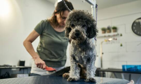 Jak psi fryzjer może pomóc w walce z pchłami i kleszczami?
