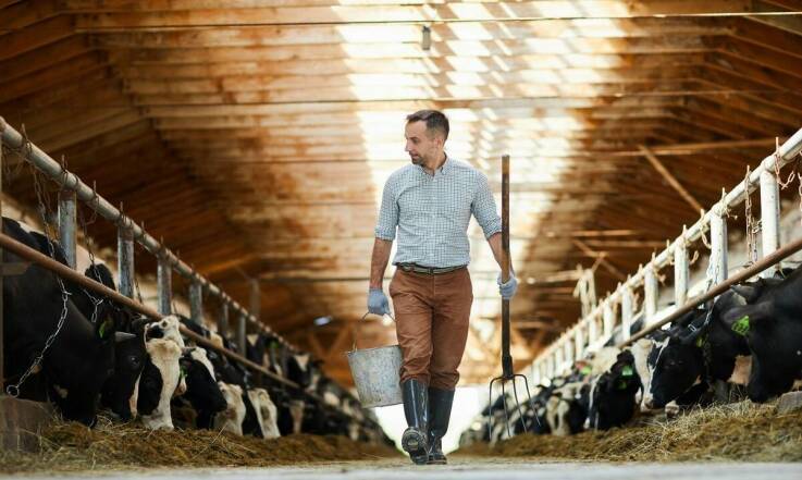 Jakie są korzyści ze skupu cieląt dla hodowców?