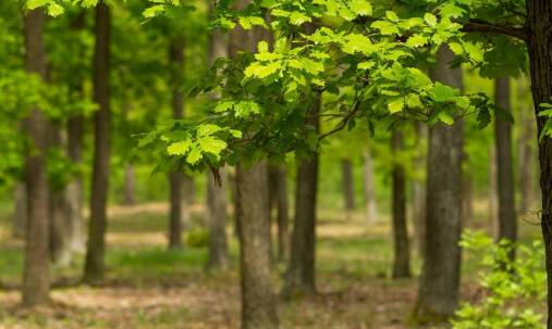 Jakie usługi oferuje biegły sądowy dendrolog w zakresie oceny stanu fitosanitarnego drzew?