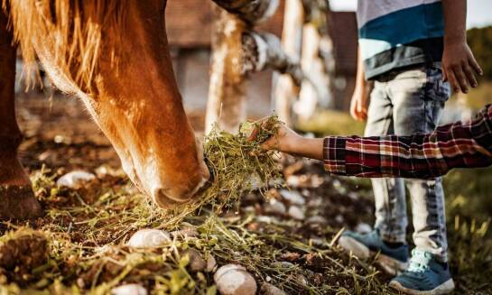 Jak wpływa dieta na rozwój i wartość rynkową koni sportowych?