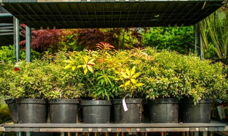 Wpływ jakości sadzonek na sukces uprawy drzew owocowych