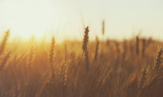 Skup mokrej kukurydzy – zalety i wyzwania