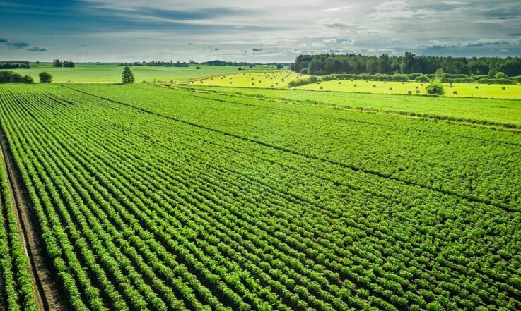 Precyzyjne monitorowanie plantacji dzięki zaawansowanym usługom dronem