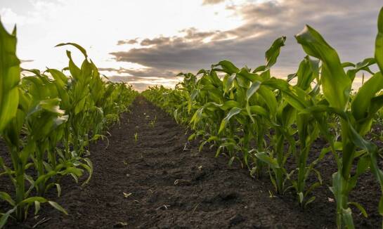 Jak nasiona kukurydzy do siewu wspierają ochronę gleby?