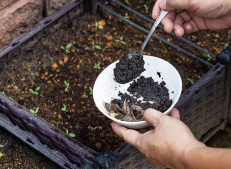 Fusy z kawy – do jakich roślin ogrodowych i doniczkowych warto je wykorzystać?