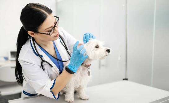 Jak weterynarz dermatolog może pomóc w przypadku trudnych do zdiagnozowania chorób skóry?