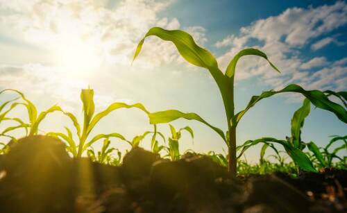 Innowacyjne formuły nawozów do stosowania powierzchniowego – co nowego na rynku?