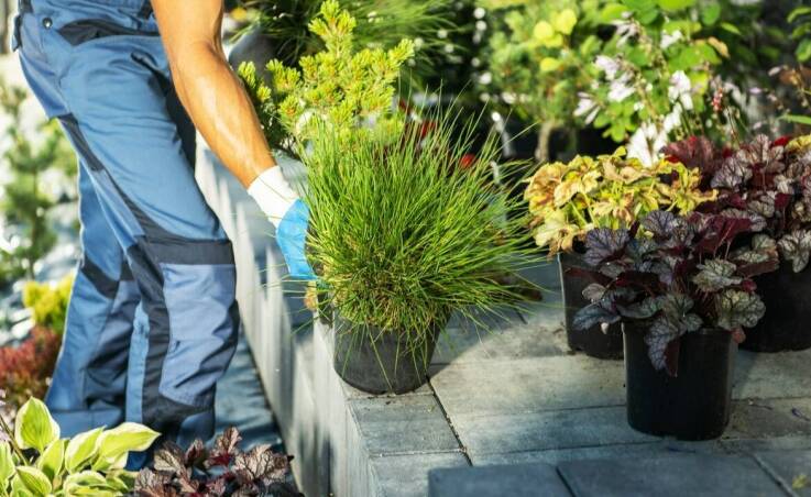 Skuteczne nawozy do roślin iglastych – co poleca centrum ogrodnicze?