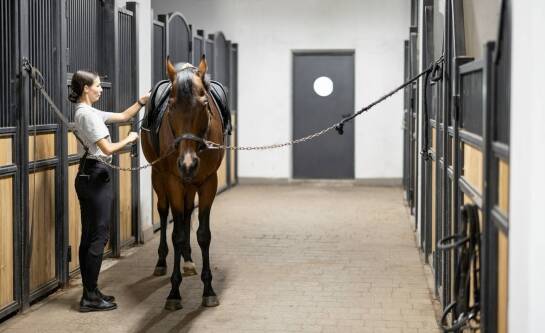 Jakie konie sportowe na sprzedaż oferujemy dla początkujących jeźdźców?
