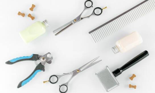 Salon pielęgnacji kotów we Wrocławiu: jak dbamy o higienę narzędzi?