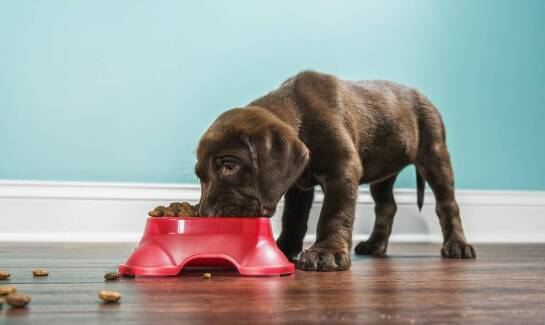 Jak wybrać odpowiednią karmę jagnięcina z ryżem dla szczeniąt?