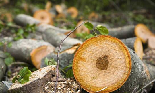 Jak odpady tartaczne wpływają na zrównoważony rozwój w transporcie