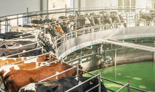 Jakie standardy bezpieczeństwa są stosowane przy odbiorze bydła?