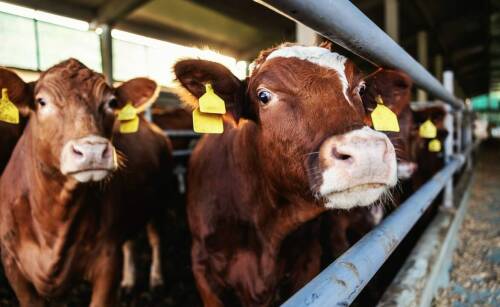Jakie są najważniejsze zasady odbioru bydła bezpośrednio z gospodarstwa?
