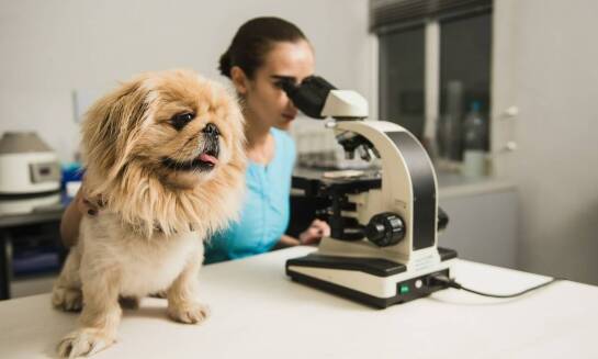 Rola diagnostyki laboratoryjnej we wczesnym wykrywaniu chorób u zwierząt domowych