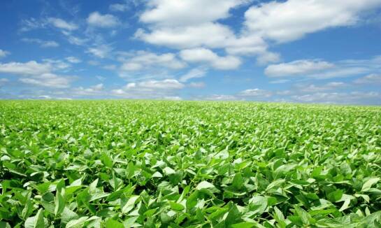 Rola dolistnych nawozów fosforowych w intensyfikacji produkcji rolnej