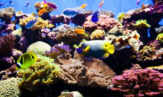 Ekskluzywne doświadczenia wodne na Seszelach: Nurkowanie i snorkeling