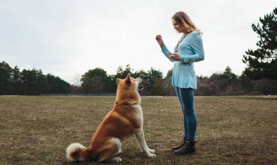 Najnowsze metody szkolenia psów: co warto wiedzieć?