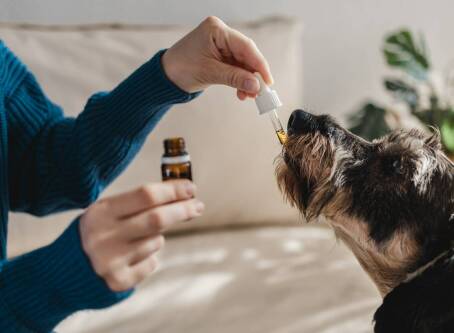 Jak prawidłowe dawkowanie wpływa na skuteczność olejku konopnego dla psa?