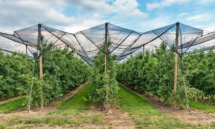 Wpływ lokalnego klimatu na rozwój drzew owocowych