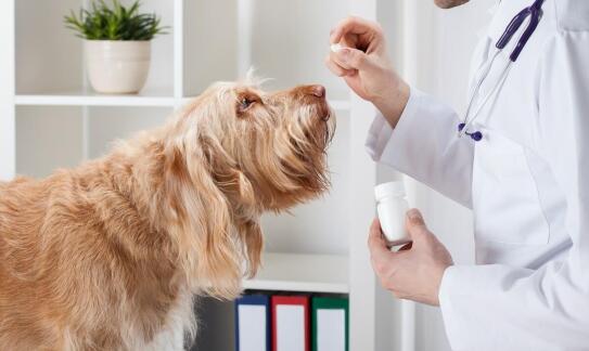 Jakie produkty do pielęgnacji zwierząt można znaleźć w sklepie zoologicznym?