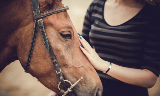 Wybór najlepszej rasy konia na wczasy z jazdami konnymi - co warto wiedzieć?