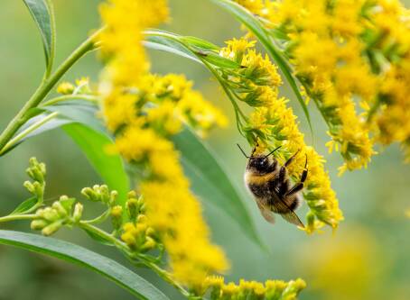 Co tak naprawdę leczy miód z nawłoci? Poznaj jego niezwykłe właściwości.